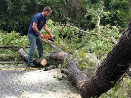Berryville, VA Tree Removal Company