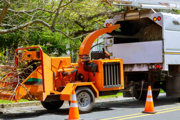 Best Seasonal Cleanup (Spring/Fall)  in Berryville, VA