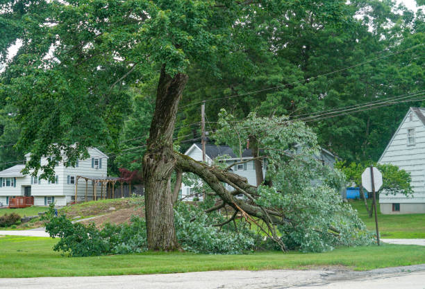 Best Commercial Tree Services  in Berryville, VA