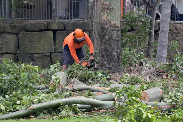 Best Tree Cabling and Bracing  in Berryville, VA
